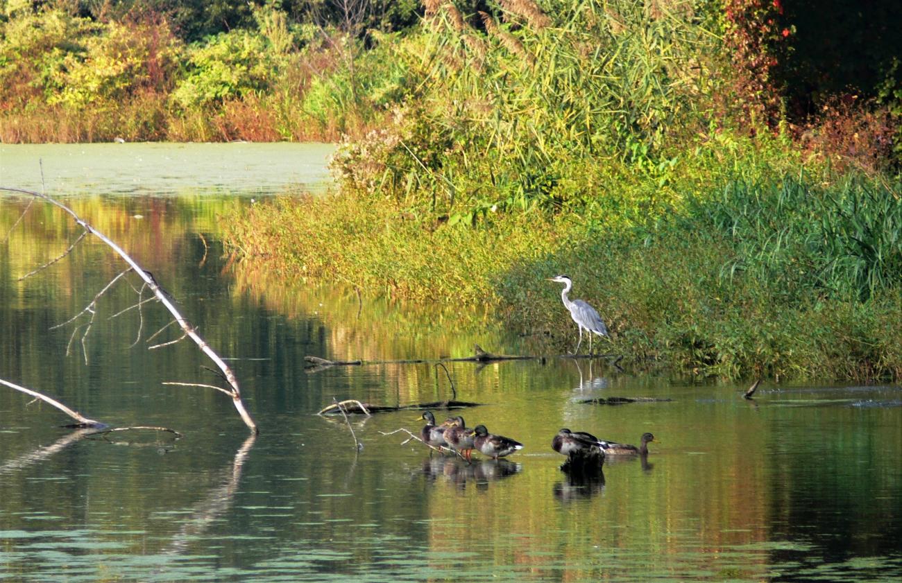 Ptaki gatunków chronionych