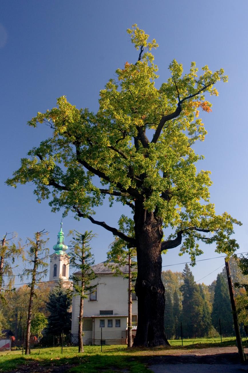 Dąb szypułkowy Bartek