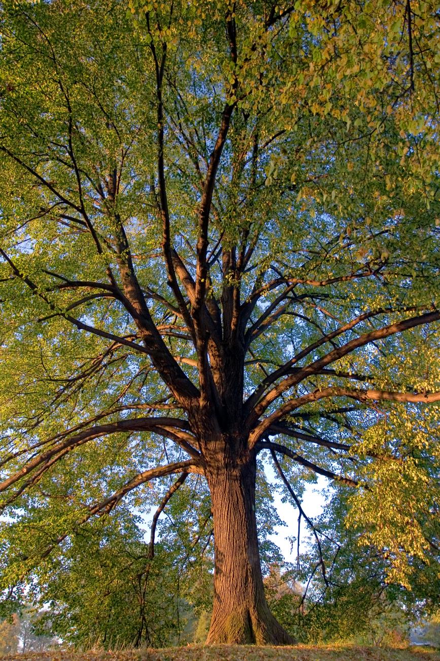 Lipa drobnolistna przy ul. Burzej