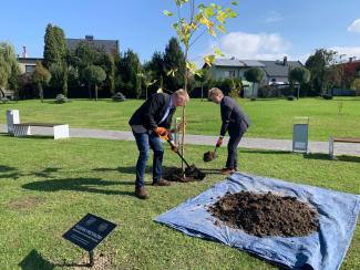 burmistrzowie wspólnie sadzą drzewo
