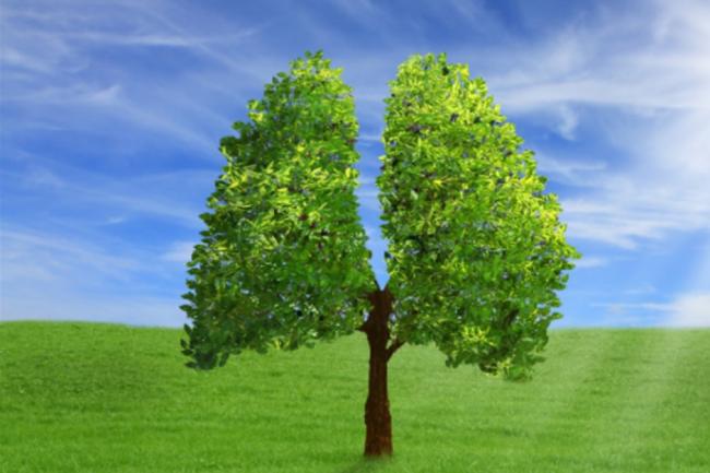 Drzewo symbolizujące zielone płuca