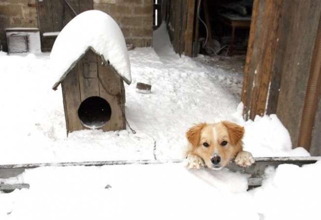 Pies przy budzie zimią
