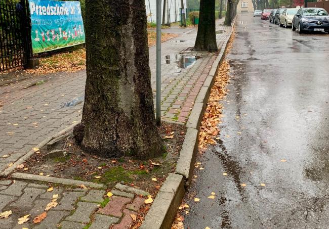 drzewo na chodniku