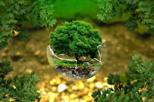 Drzewo symbolicznie wyrastające ze szklanej kuli