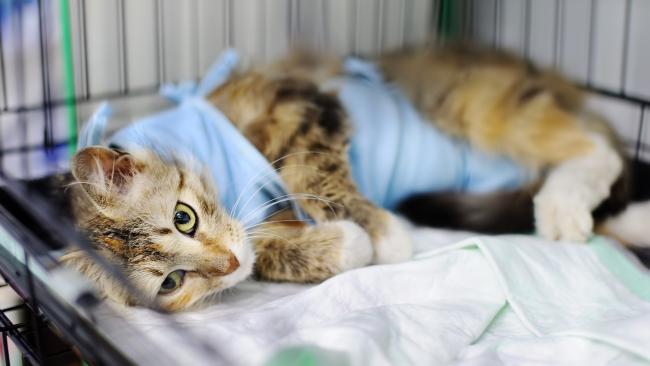 kot w ubraniu ochronnym po zabiegu weterynaryjnym